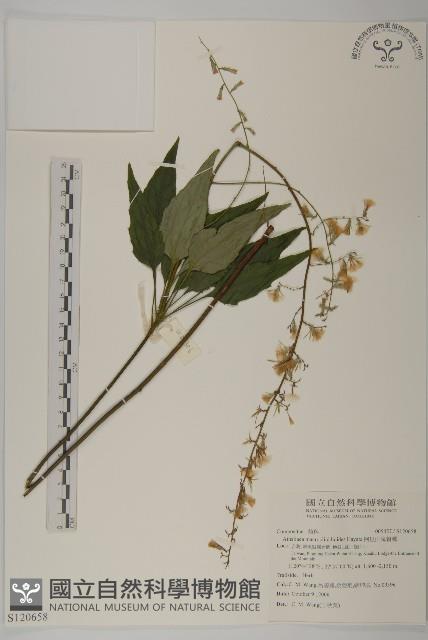 阿里山鬼督郵藏品圖，第1張