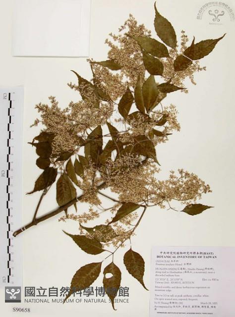 臺灣梣藏品圖，第1張