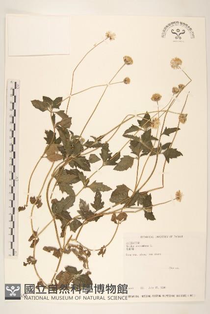 長柄菊藏品圖，第1張