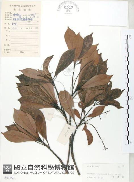 豬腳楠藏品圖，第1張