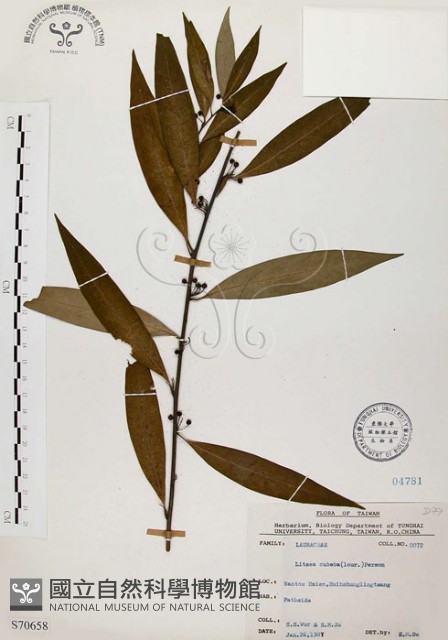 山胡椒藏品圖，第1張