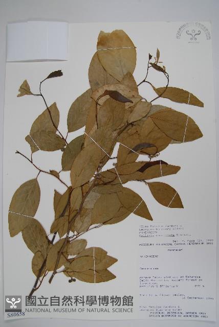 登錄號:S080658藏品圖，第1張