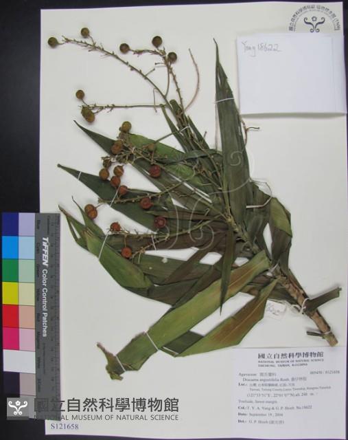 番仔林投藏品圖，第1張