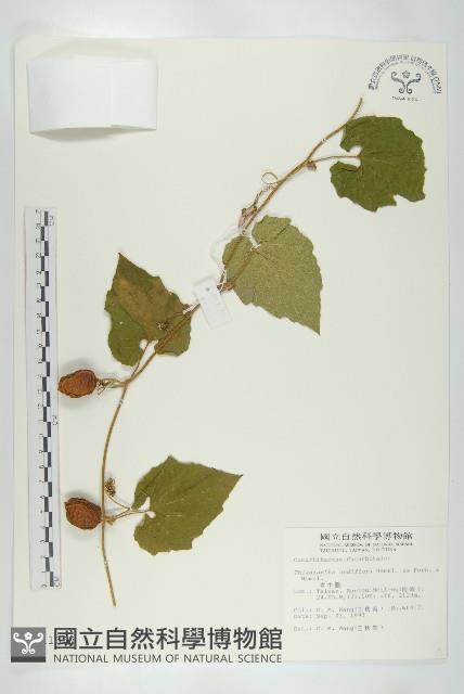 青牛膽藏品圖，第1張