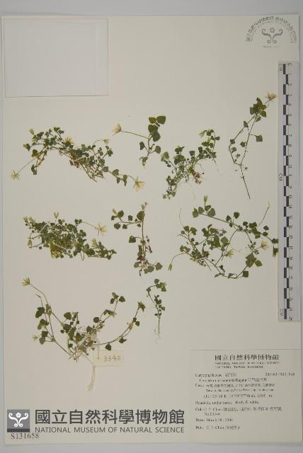 阿里山卷耳藏品圖，第1張