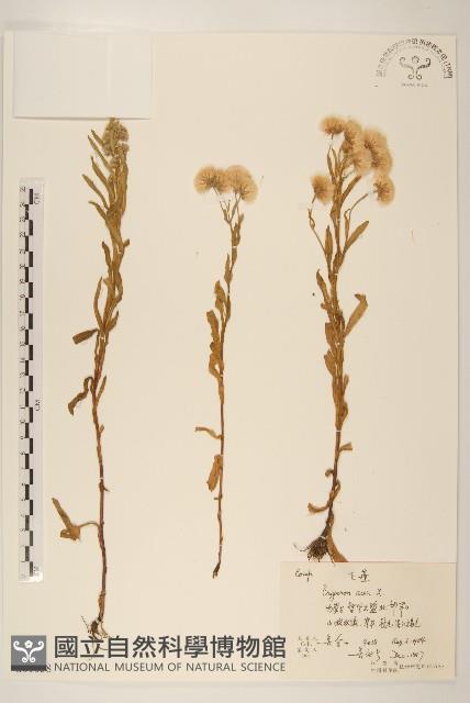 飛蓬藏品圖，第1張