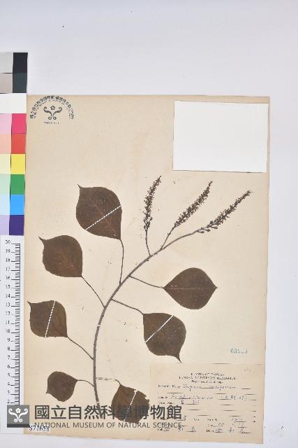 無患子藏品圖，第1張