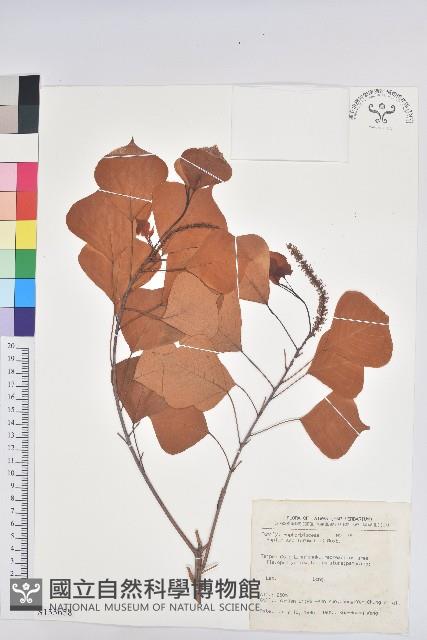 烏臼藏品圖，第1張