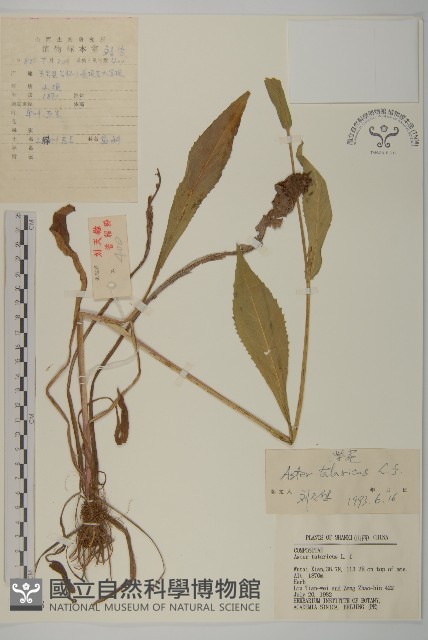 紫菀藏品圖，第1張