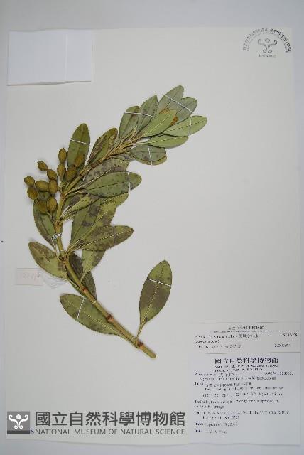 蘭嶼念珠藤藏品圖，第1張