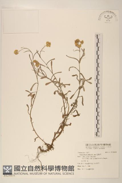 鼠麴草藏品圖，第1張