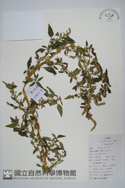 刺莧藏品圖，第1張