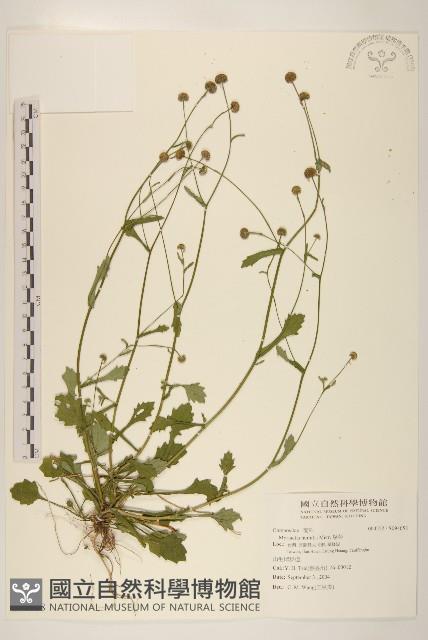 矮菊藏品圖，第1張