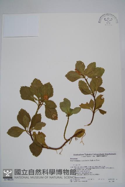 頂蕊三角咪藏品圖，第1張