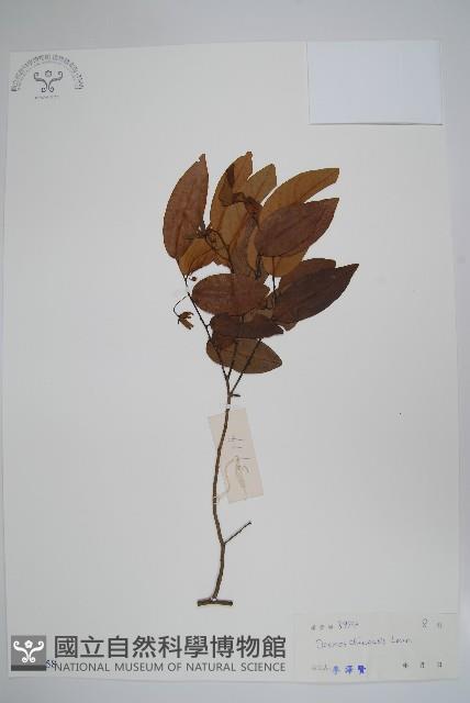 假鷹爪藏品圖，第1張