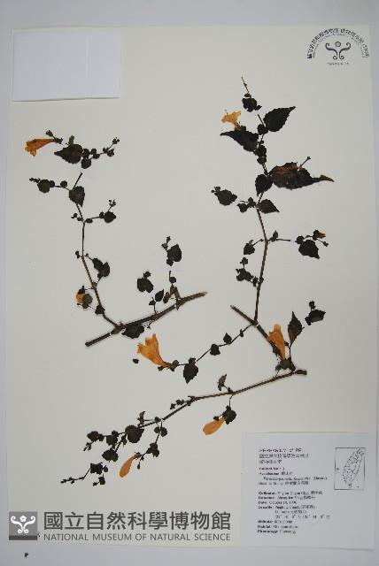 曲莖馬藍藏品圖，第1張