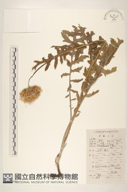 漏蘆藏品圖，第1張