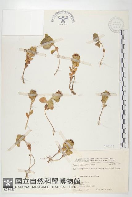 穗花八寶藏品圖，第1張