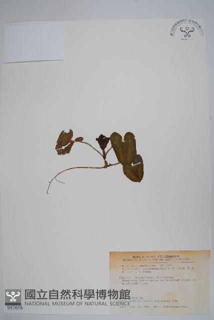 登錄號:S087658藏品圖，第1張