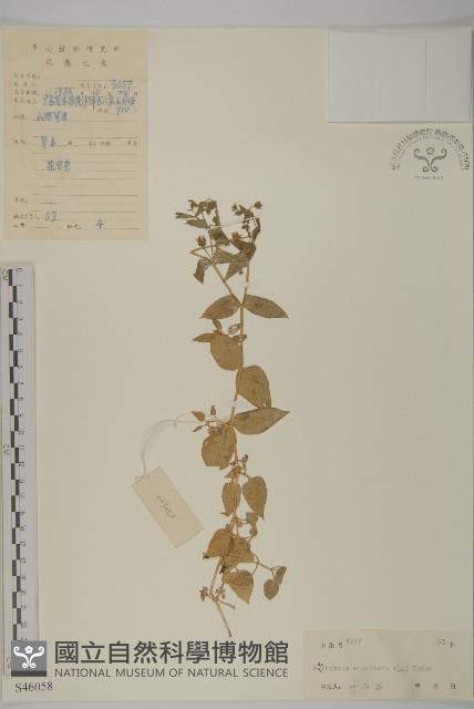 牛繁縷藏品圖，第1張