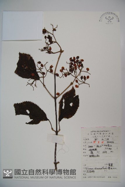 莢迷藏品圖，第1張
