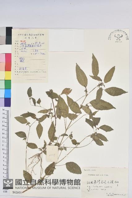 Accession Number:S062058 Collection Image