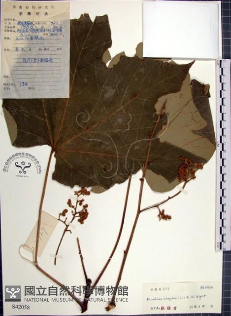 梧桐藏品圖，第1張