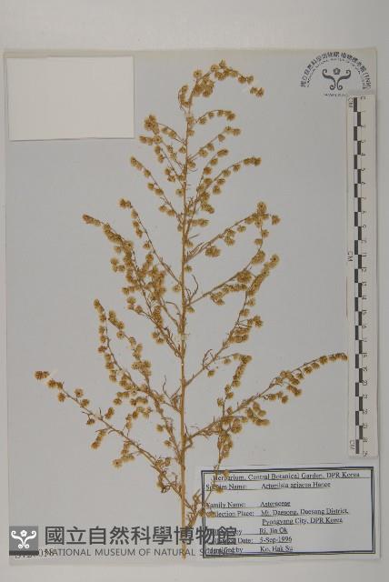 青蒿藏品圖，第1張