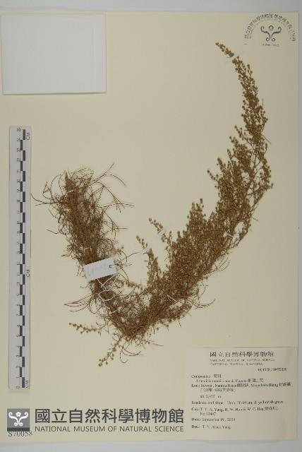 細葉山艾藏品圖，第1張