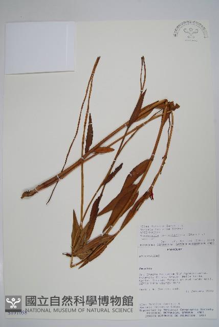登錄號:S101058藏品圖，第1張