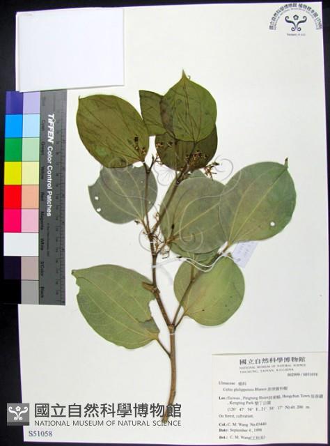 菲律賓朴樹藏品圖，第1張