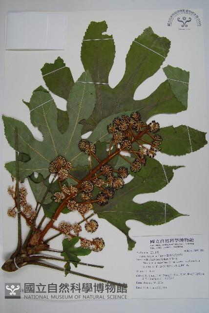 臺灣八角金盤藏品圖，第1張