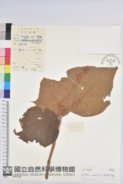 毛桐藏品圖，第1張