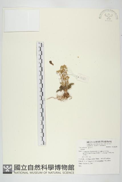 登錄號:S081058藏品圖，第1張