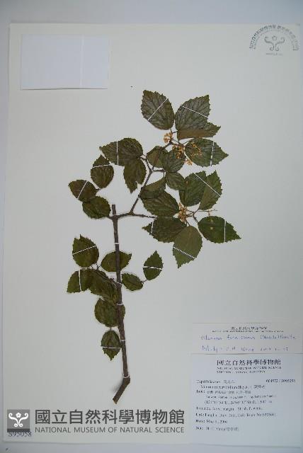 紅子莢迷藏品圖，第1張