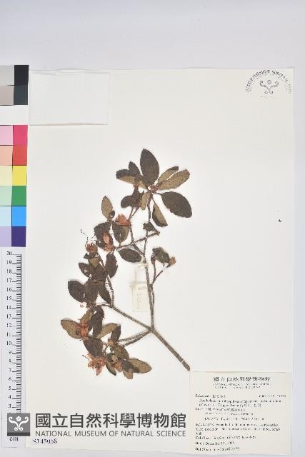 台灣高山杜鵑藏品圖，第1張