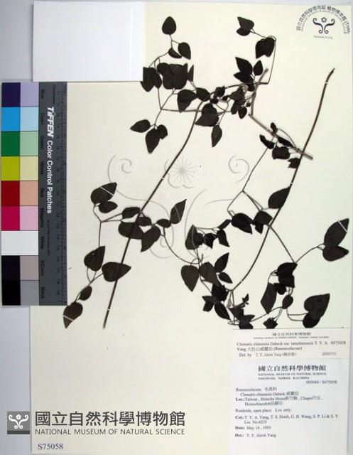 大肚山威靈仙藏品圖，第1張