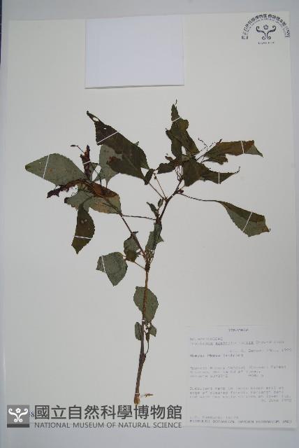 登錄號:S094058藏品圖，第1張