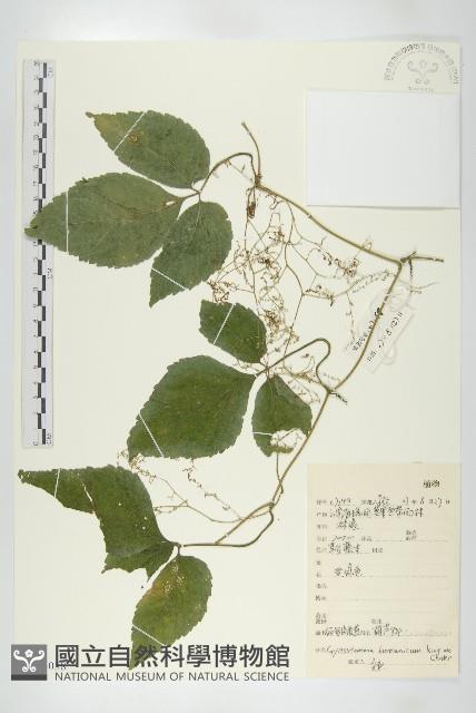 緬甸絞股藍藏品圖，第1張