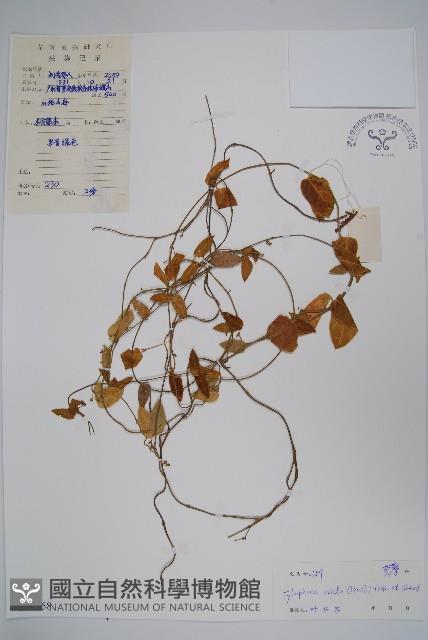 鷗蔓藏品圖，第1張