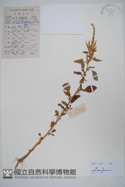 刺莧藏品圖，第1張