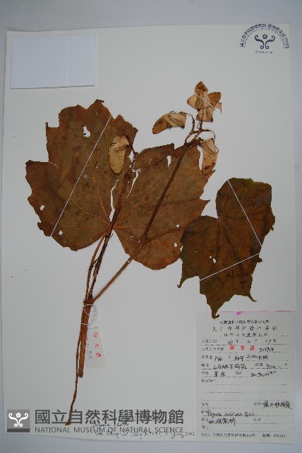 葡萄秋海棠藏品圖，第1張