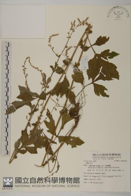 登錄號:S083058藏品圖，第1張