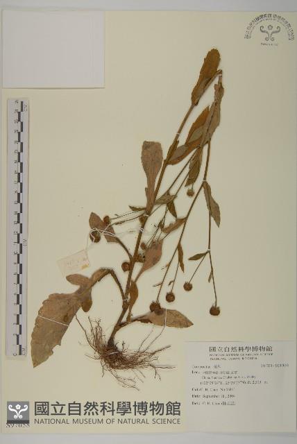 登錄號:S097058藏品圖，第1張