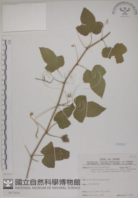 毛西番蓮藏品圖，第1張