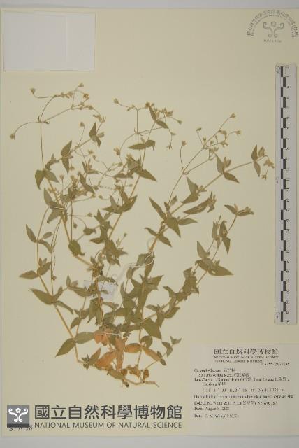 疏花繁縷藏品圖，第1張