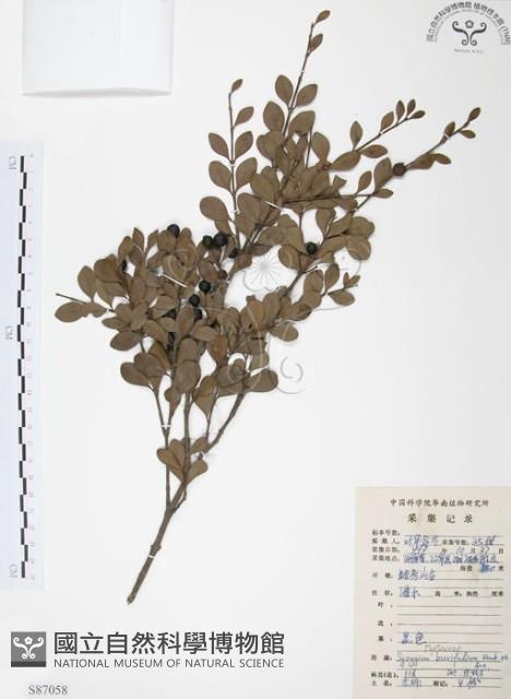 小葉赤楠藏品圖，第1張