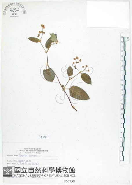 火炭母草、清飯藤藏品圖，第1張
