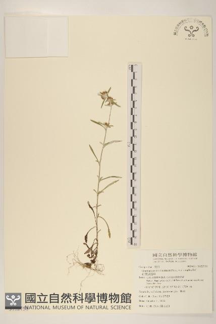 細葉鼠麴草藏品圖，第1張