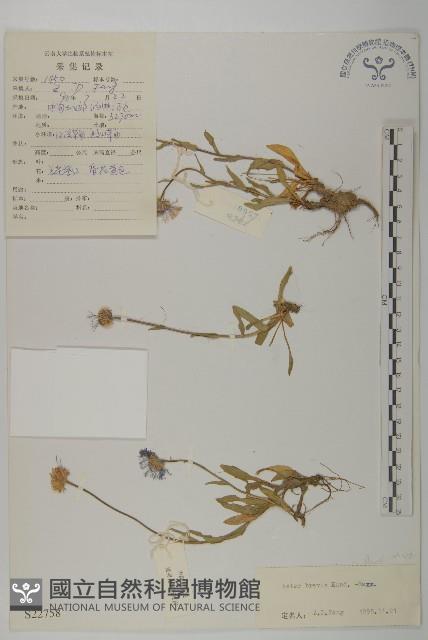 短莖紫菀藏品圖，第1張